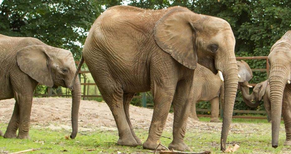 UK's largest African elephant herd at Howletts Wild Animal Park in Kent