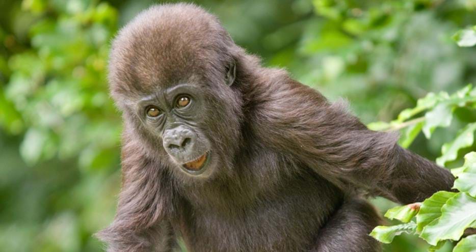 Western Lowland Gorilla baby at Howletts Wild Animal Park in Kent, UK