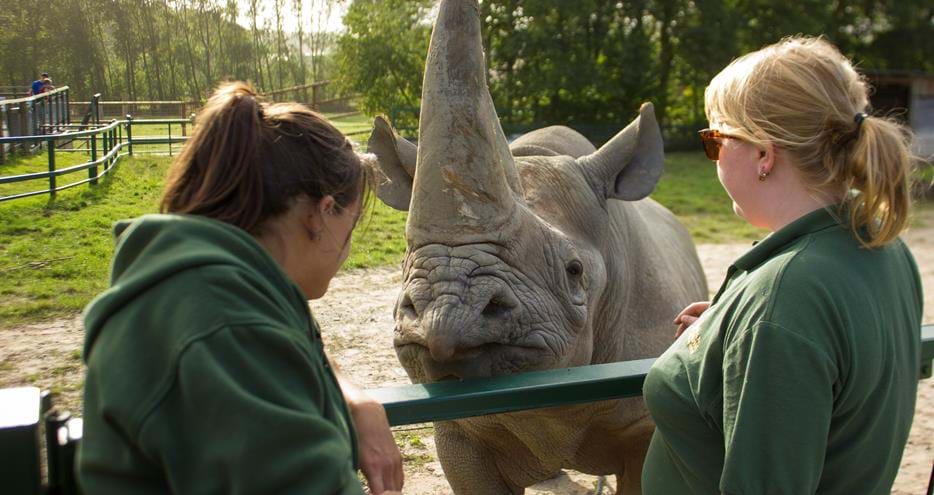 Rhino Keeper for a Day at Howletts Wild Animal Park in Kent