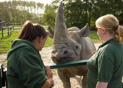 Rhino Keeper for a Day at Howletts Wild Animal Park in Kent