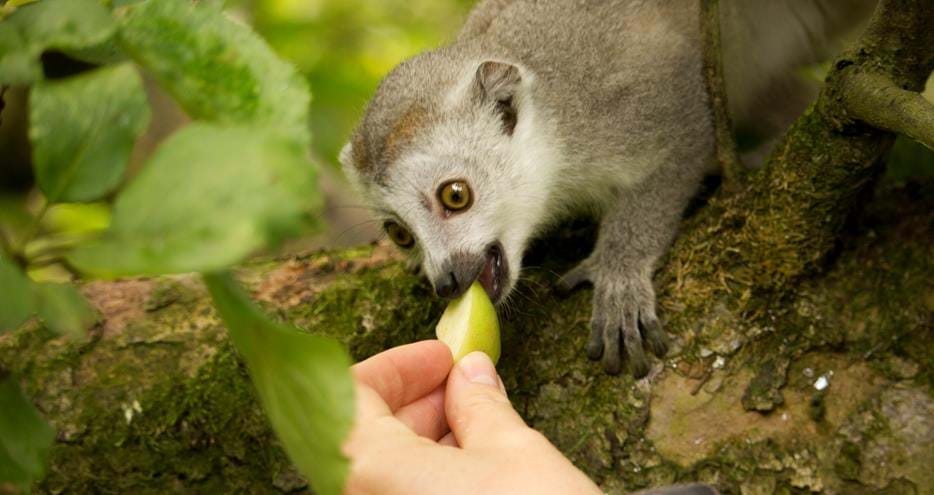 Animal encounter with crowned lemur at Howletts Wild Animal Park in Kent