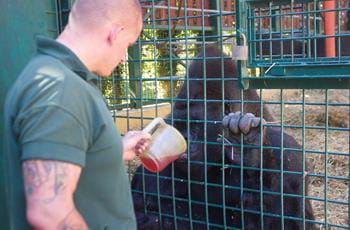 Voluntary Gorilla Keeper Internship