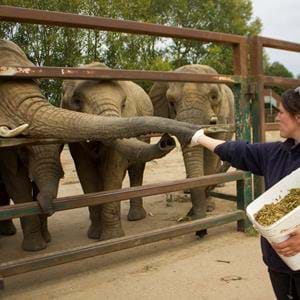 Head Keeper feeding African elephants at Howletts Wild Animal Park in Kent