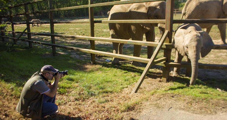 Wildlife photography tuition with the elephants at Howletts Wild Animal Park in Kent