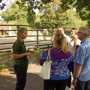 Guided tour at the elephant paddock at Howletts Wild Animal Park in Kent