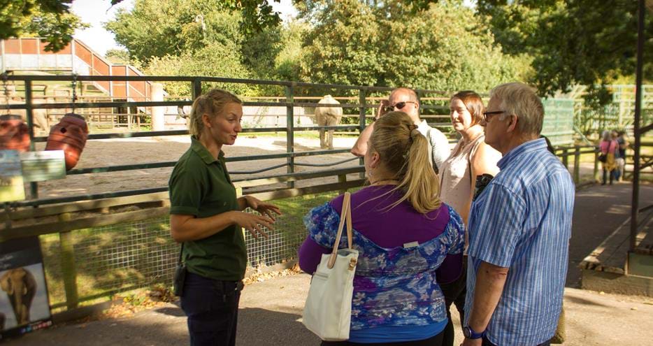 Guided tour at the elephant paddock at Howletts Wild Animal Park in Kent