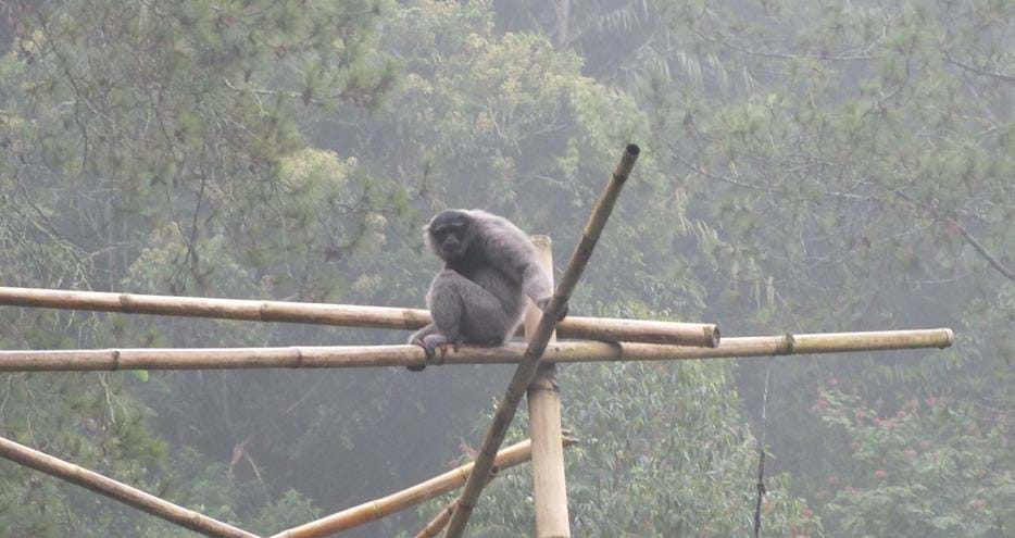 Javan gibbon released back to the wild at The Aspinall Foundation's Java project
