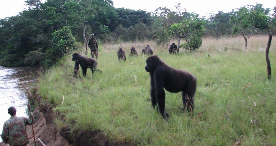 Wild western lowland gorillas at The Aspinall Foundation's gorilla project in Congo