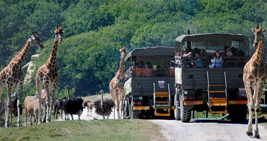 On Safari at Port Lympne Hotel & Reserve in Kent
