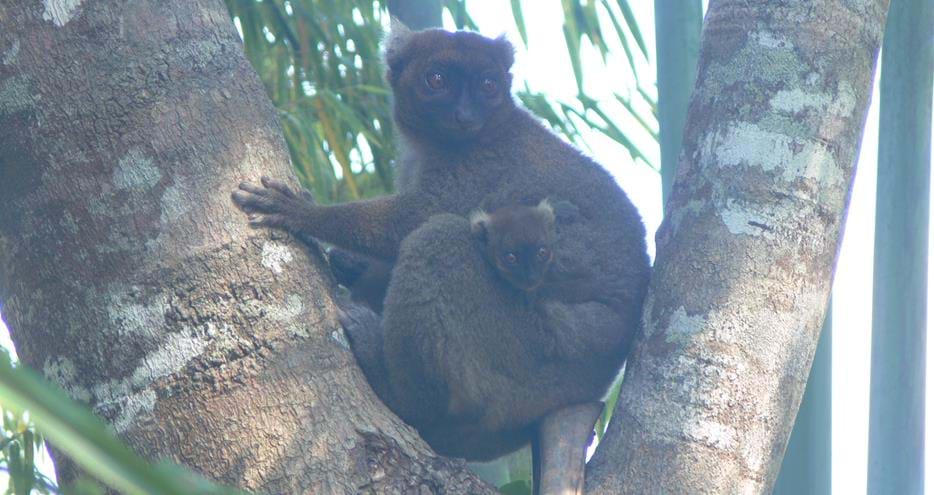 Wild greater bamboo lemur and baby at The Aspinall Foundation's Madagascar project