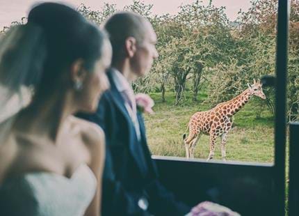 Wedding party on safari at Port Lympne Hotel and Reserve in Kent