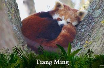 Tiang-Ming the Red Panda