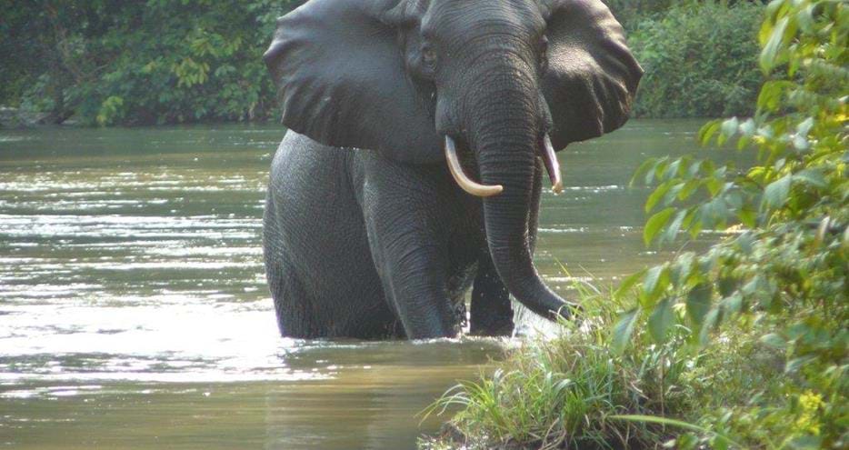 Wild forest elephant at The Aspinall Foundation's gorilla conservation project in Gabon