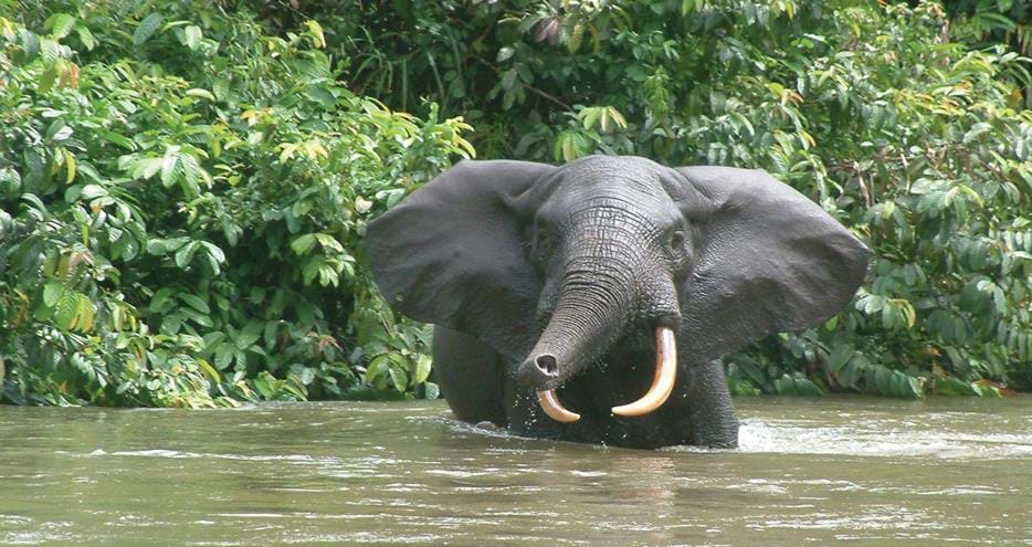 Wild forest elephant at The Aspinall Foundation's gorilla conservation project in Gabon