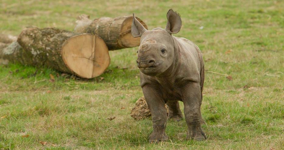 Black rhino calf, Zuri, at Port Lympne Hotel & Reserve in Kent