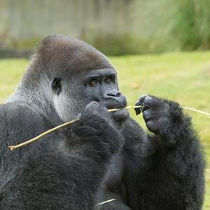 Western lowland gorilla silverback at Port Lympne Hotel & Reserve in Kent, UK