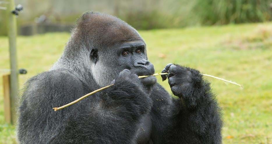 Western lowland gorilla silverback at Port Lympne Hotel & Reserve in Kent, UK