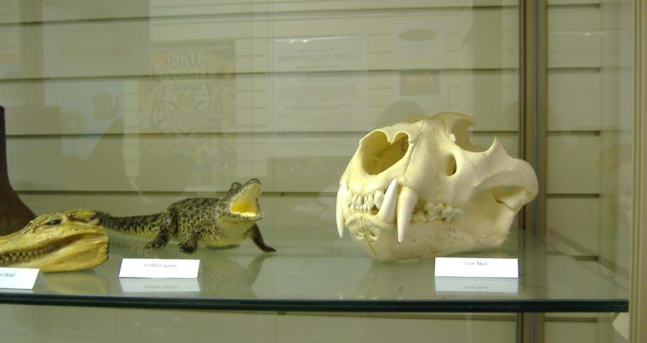 Artefacts for study at The Education Centre at Howletts Wild Animal Park in Kent