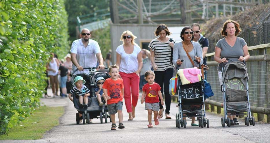 Groups of 15 or more enjoy discounted entry at Howletts Wild Animal Park in Kent