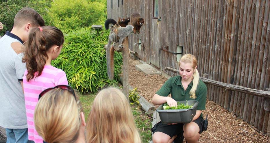 Walking With Lemurs at Howletts Wild Animal Park in Kent