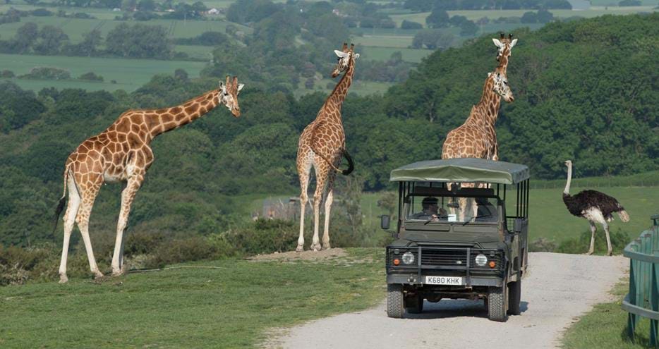 Safari experience at Port Lympne Hotel & Reserve in Kent