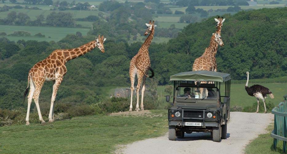 Safari Experience In The UK At Port Lympne Reserve | The Aspinall Foundation