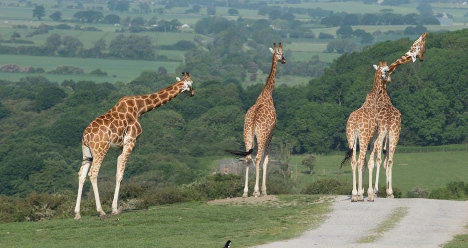 Giraffes on the safari experience at Port Lympne Hotel & Reserve in Kent, UK