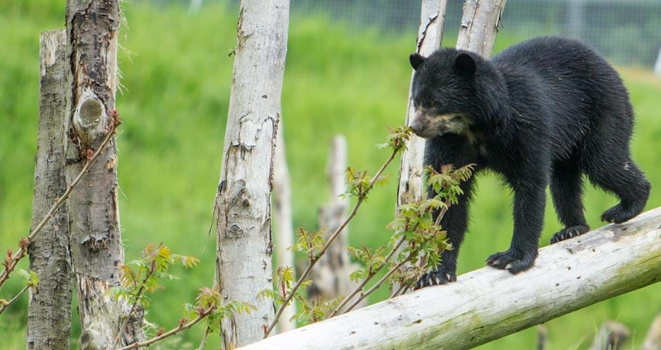 Spectacled bear, Rina, at Port Lympne Hotel & Reserve in Kent, UK