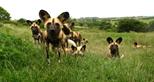 African painted dogs on The African Experience at Port Lympne Wild Animal Park.jpg