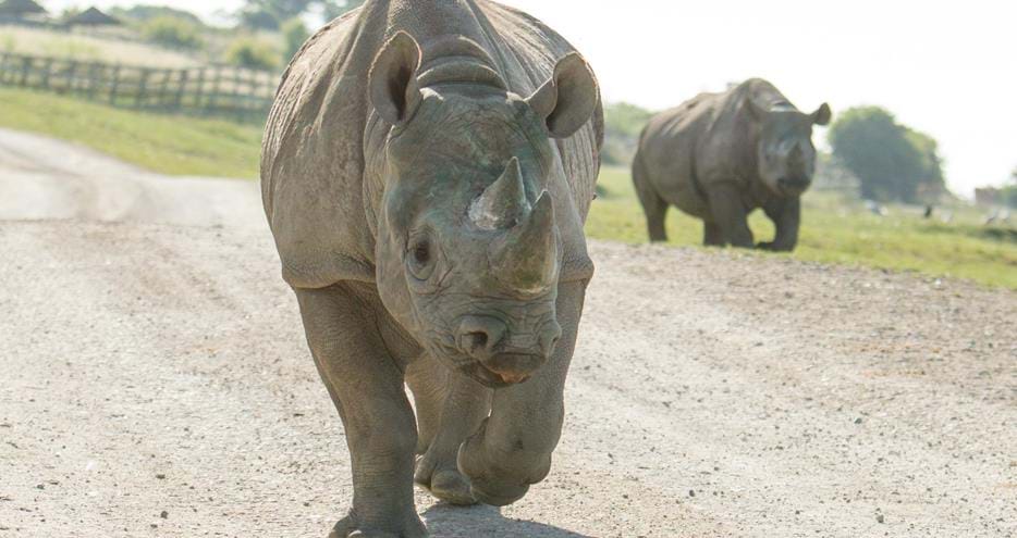 Eastern back rhinos on safari at Port Lympne Hotel & Reserve in Kent, UK