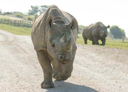 Eastern back rhinos on safari at Port Lympne Hotel & Reserve in Kent, UK