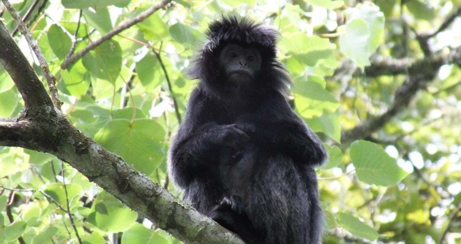Wild Javan langur at The Aspinall Foundation's Java primate project