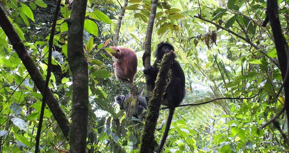 Javan langurs released back to the wild at The Aspinall Foundation's Java project