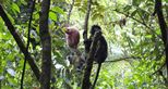 Javan langurs released back to the wild at The Aspinall Foundation's Java project