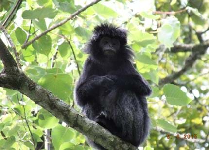 Wild Javan langur at The Aspinall Foundation's Java primate project