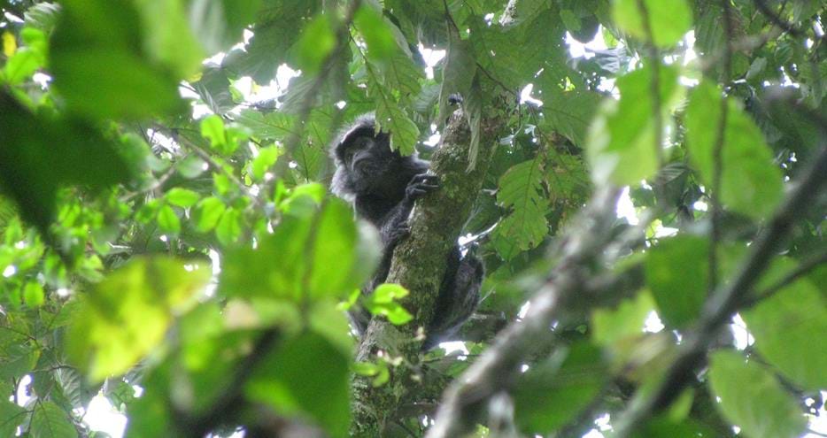 Wild Javan langur at The Aspinall Foundation's Java primate project