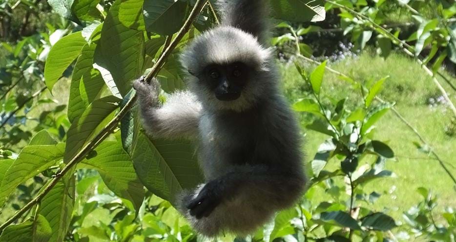 Javan gibbon, Bakti, rescued by The Aspinall Foundation conservation charity
