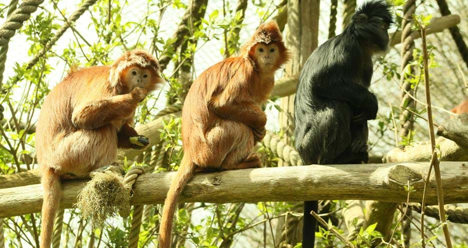 Javan langur released back to the wild at The Aspinall Foundation's Java project