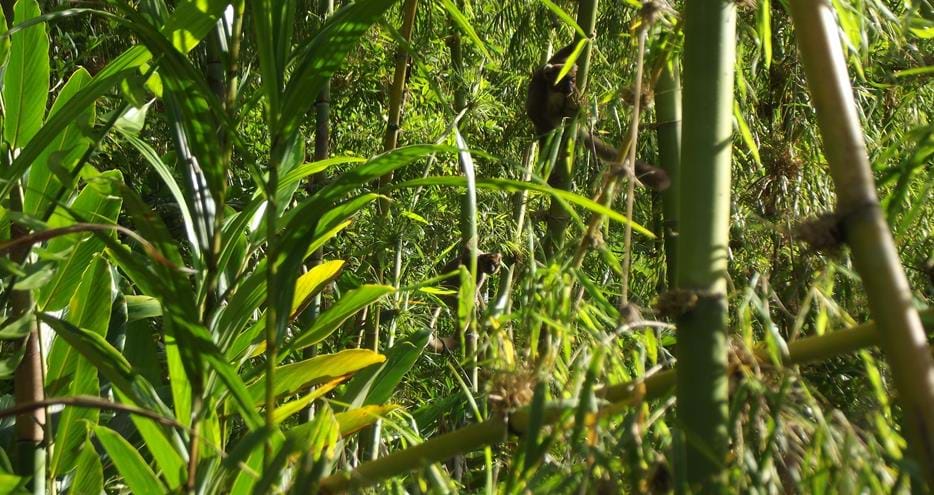 Wild greater bamboo lemur at The Aspinall Foundation's Madagascar project