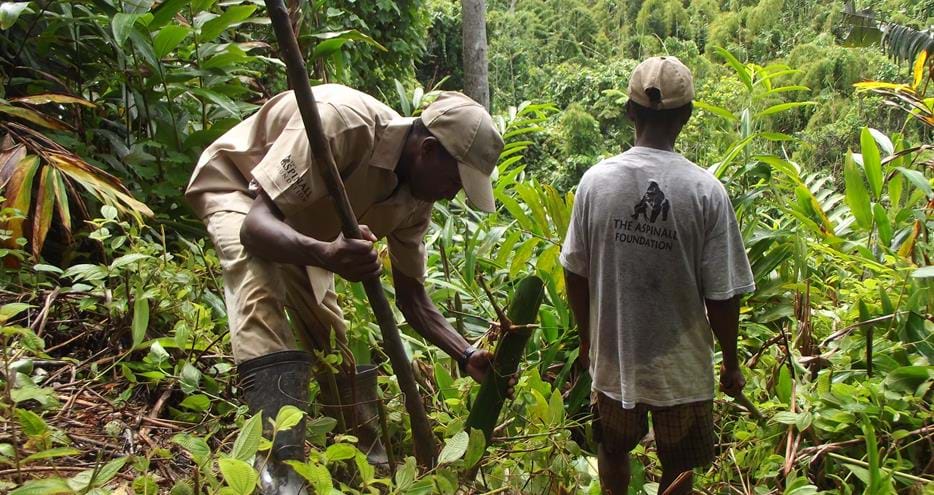 Reforestation at The Aspinall Foundation's Madagascar primate project