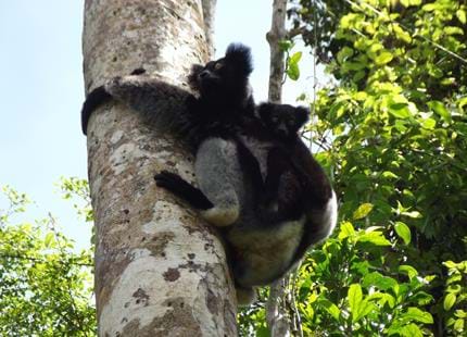 Wild Indri and baby at The Aspinall Foundation's Madagascar primate project