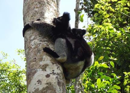 Wild Indri and baby at The Aspinall Foundation's Madagascar primate project 