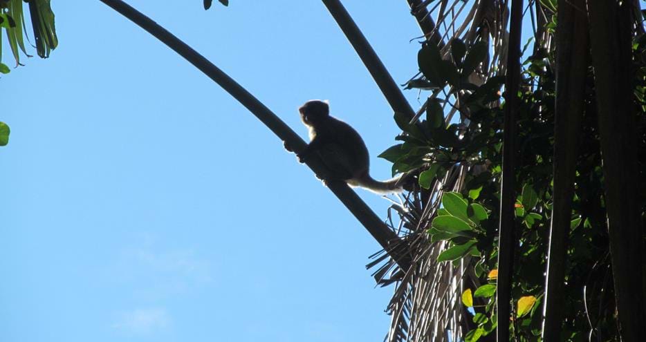 Wild greater bamboo lemur at The Aspinall Foundation's Madagascar primate project