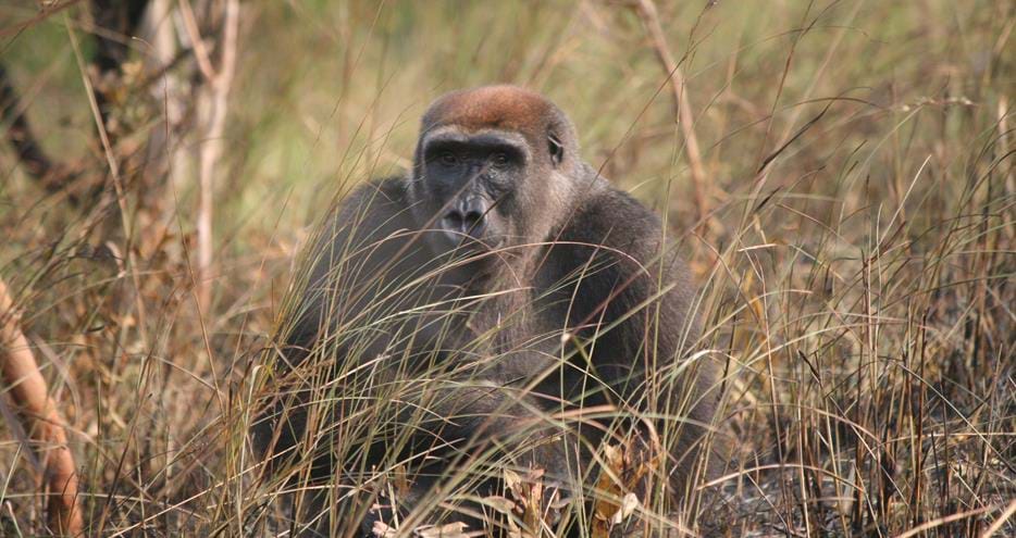 Wild western lowland gorilla Likamuisi at The Aspinall Foundation's gorilla project in Congo