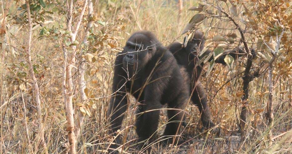 Wild western lowland gorilla Matoko and baby at The Aspinall Foundation's gorilla project in Congo