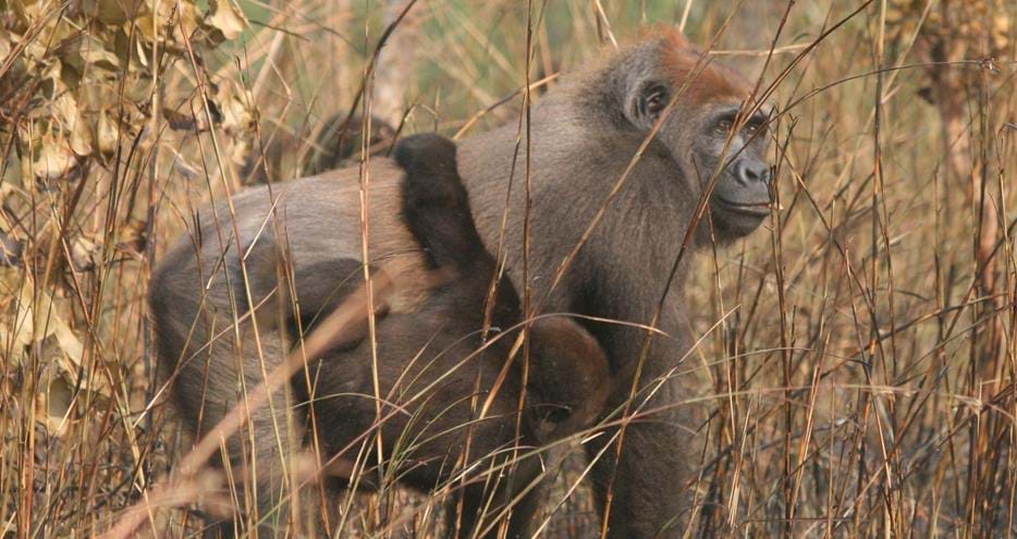 Wild western lowland gorilla Koto and baby at The Aspinall Foundation's gorilla project in Congo