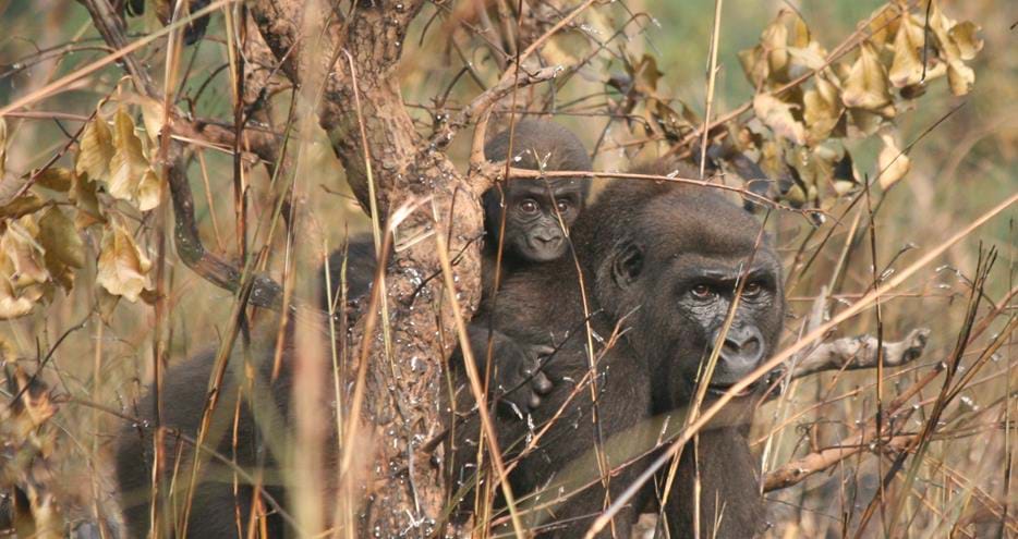 Wild western lowland gorilla Tchivou and baby at The Aspinall Foundation's gorilla project in Congo