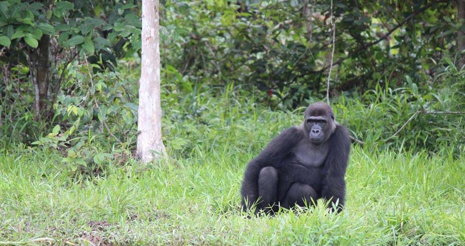 Wild western lowland gorilla Djongo at The Aspinall Foundation's gorilla project in Gabon