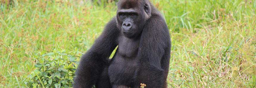 Wild western lowland gorilla Djongo at The Aspinall Foundation's gorilla project in Gabon