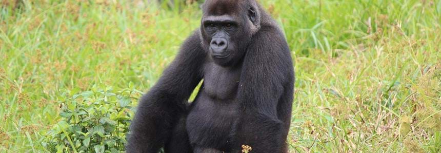 Wild western lowland gorilla Djongo at The Aspinall Foundation's gorilla project in Gabon 